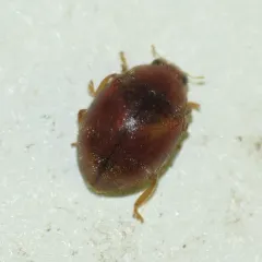 Scymnus difficilis thumbnail 3