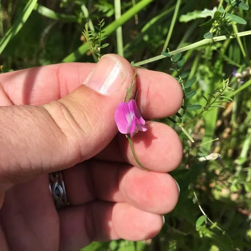 Common Vetch