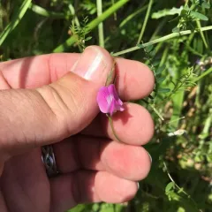Common Vetch thumbnail 1