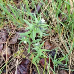corn gromwell thumbnail 4