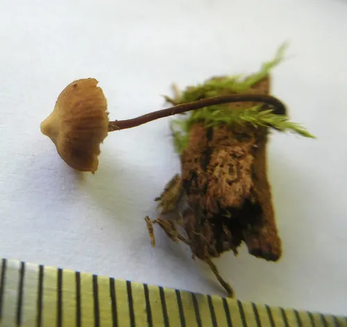 Galerina triscopa