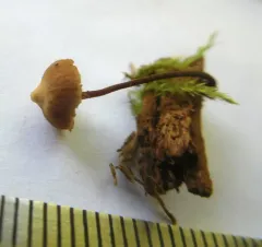 Galerina triscopa thumbnail 1