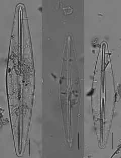 Frustulia rhomboides thumbnail 2