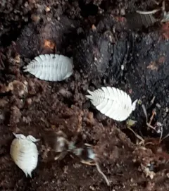 Ant Woodlouse thumbnail 2