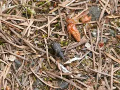 Plinthodes taeniatus thumbnail 4