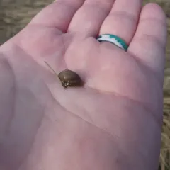 Two-toothed Marsh Snail thumbnail 2