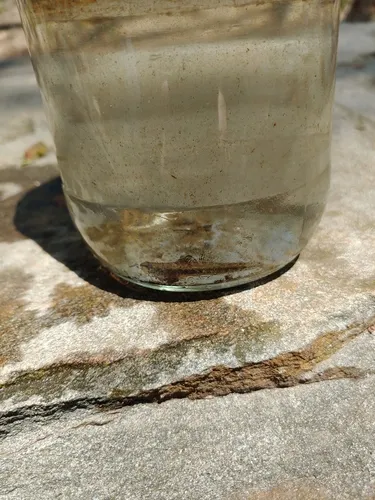 Swamp Darter