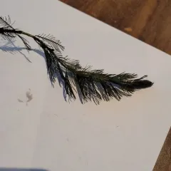 Eurasian water-milfoil thumbnail 3