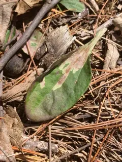 Ophiomyia coniceps thumbnail 2