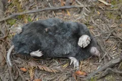 Northern Broad-footed Mole thumbnail 2