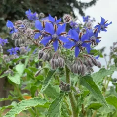 Borage thumbnail 3