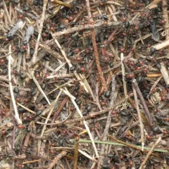 Western Thatching Ant thumbnail 2