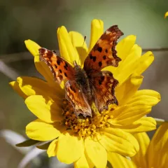 Hoary Comma thumbnail 3