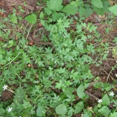small-flowered nemophila thumbnail 2