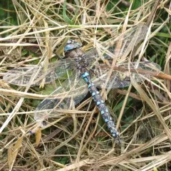 California Darner thumbnail 1