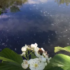 Milwaukee Mining Bee thumbnail 3
