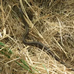 Northwestern Garter Snake thumbnail 4