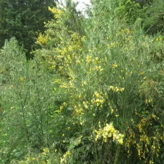 Scotch Broom thumbnail 4