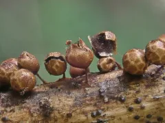 Polyschismium peyerimhoffii thumbnail 2
