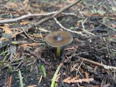 Snowmelt Mycena thumbnail 3