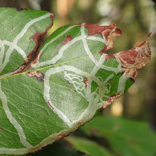 Madrone Skin Miner