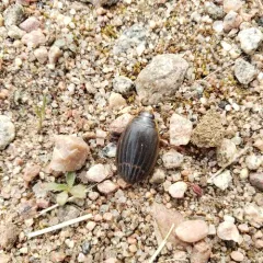 Woods Predaceous Diving Beetle thumbnail 3