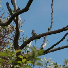 Black-and-white Warbler thumbnail 3