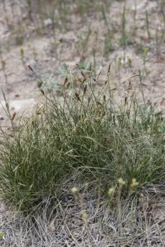 Blackroot Sedge thumbnail 3