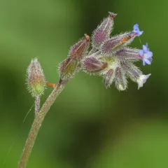 Changing Forget-me-not thumbnail 3