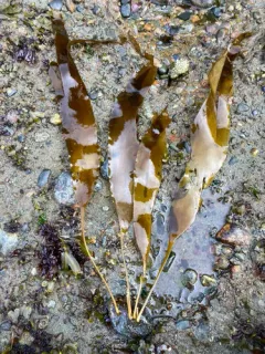 Laminaria ephemera thumbnail 4