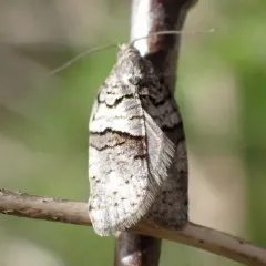 Gray Leafroller Moth thumbnail 2