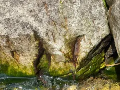 Bangia atropurpurea thumbnail 4
