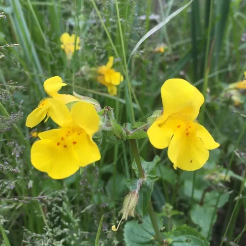 seep monkeyflower