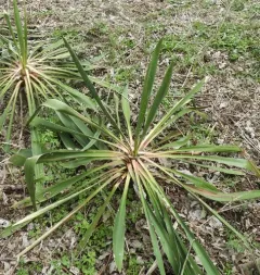 common yucca thumbnail 3