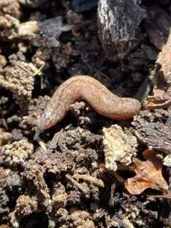 Foster Mantleslug thumbnail 2