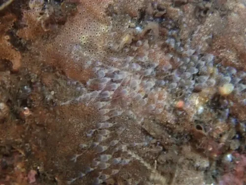 Barentsia laxa