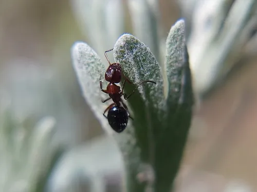 Hyatt's Carpenter Ant