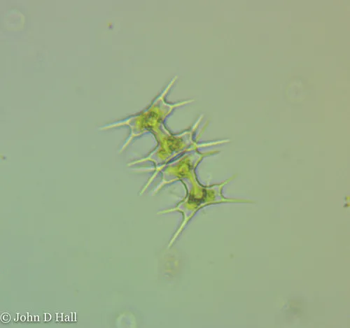 Octacanthium octocorne