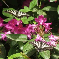 Pale Swallowtail thumbnail 2