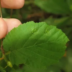 Mamianiella coryli thumbnail 4