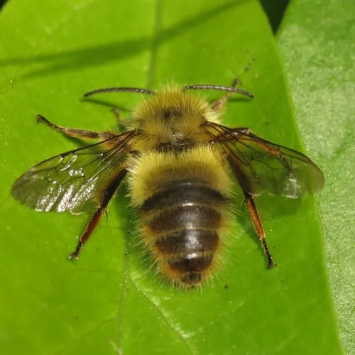 Fuzzy-Horned Bumble Bee