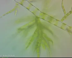 Draparnaldia glomerata thumbnail 2