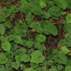 Youth-on-Age thumbnail 3