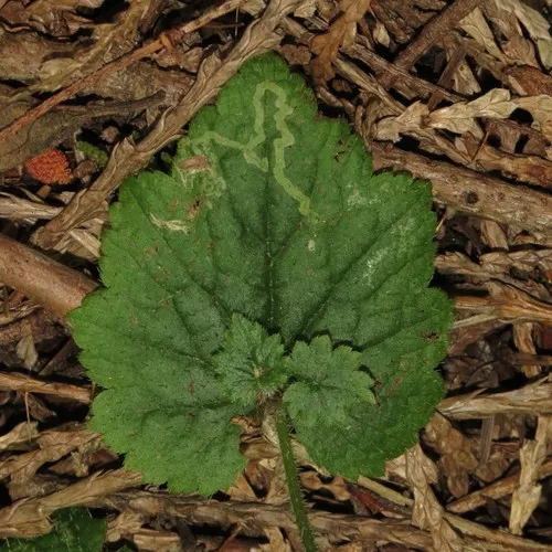 Phytomyza tiarellae