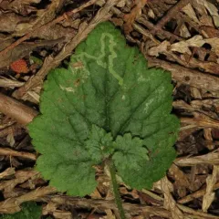 Phytomyza tiarellae thumbnail 1