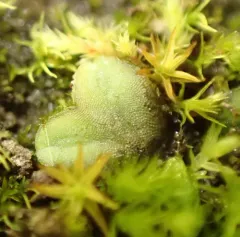 Common Crystalwort thumbnail 3