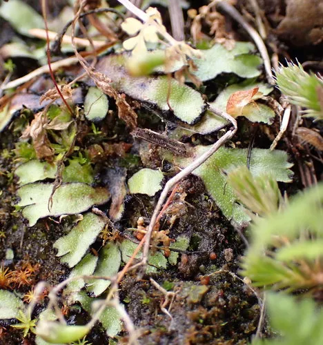 Orobus-seed Liverwort