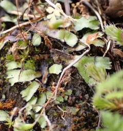 Orobus-seed Liverwort thumbnail 1