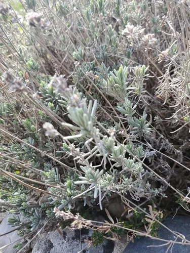 Common Lavender
