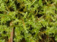 Scarce Turf-moss thumbnail 2